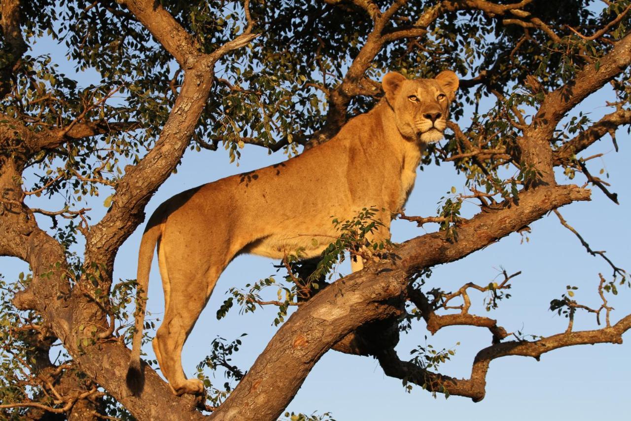 Sungulwane Private Game Lodge Hluhluwe Bagian luar foto