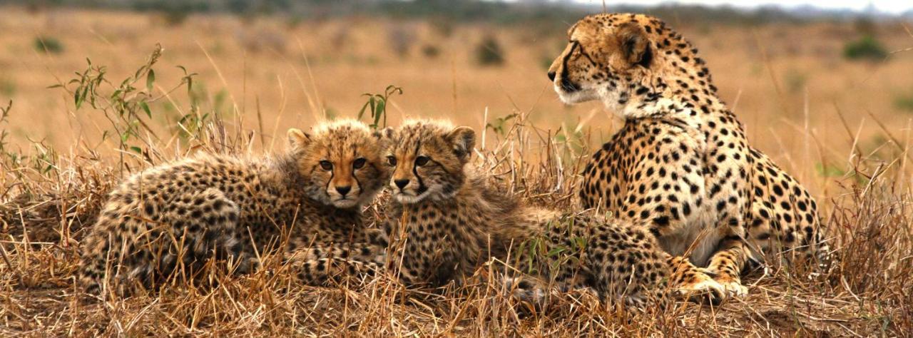 Sungulwane Private Game Lodge Hluhluwe Bagian luar foto