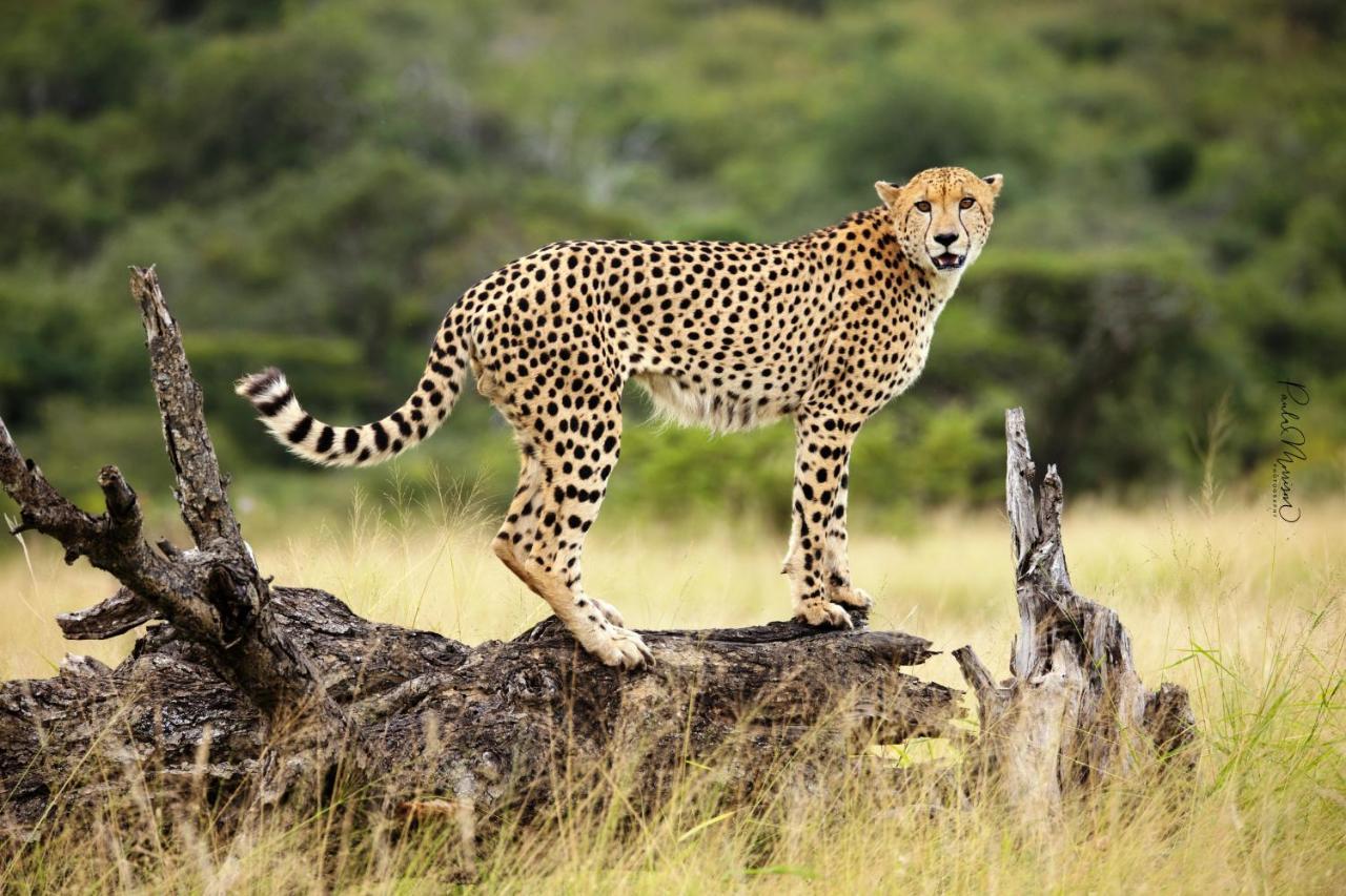 Sungulwane Private Game Lodge Hluhluwe Bagian luar foto