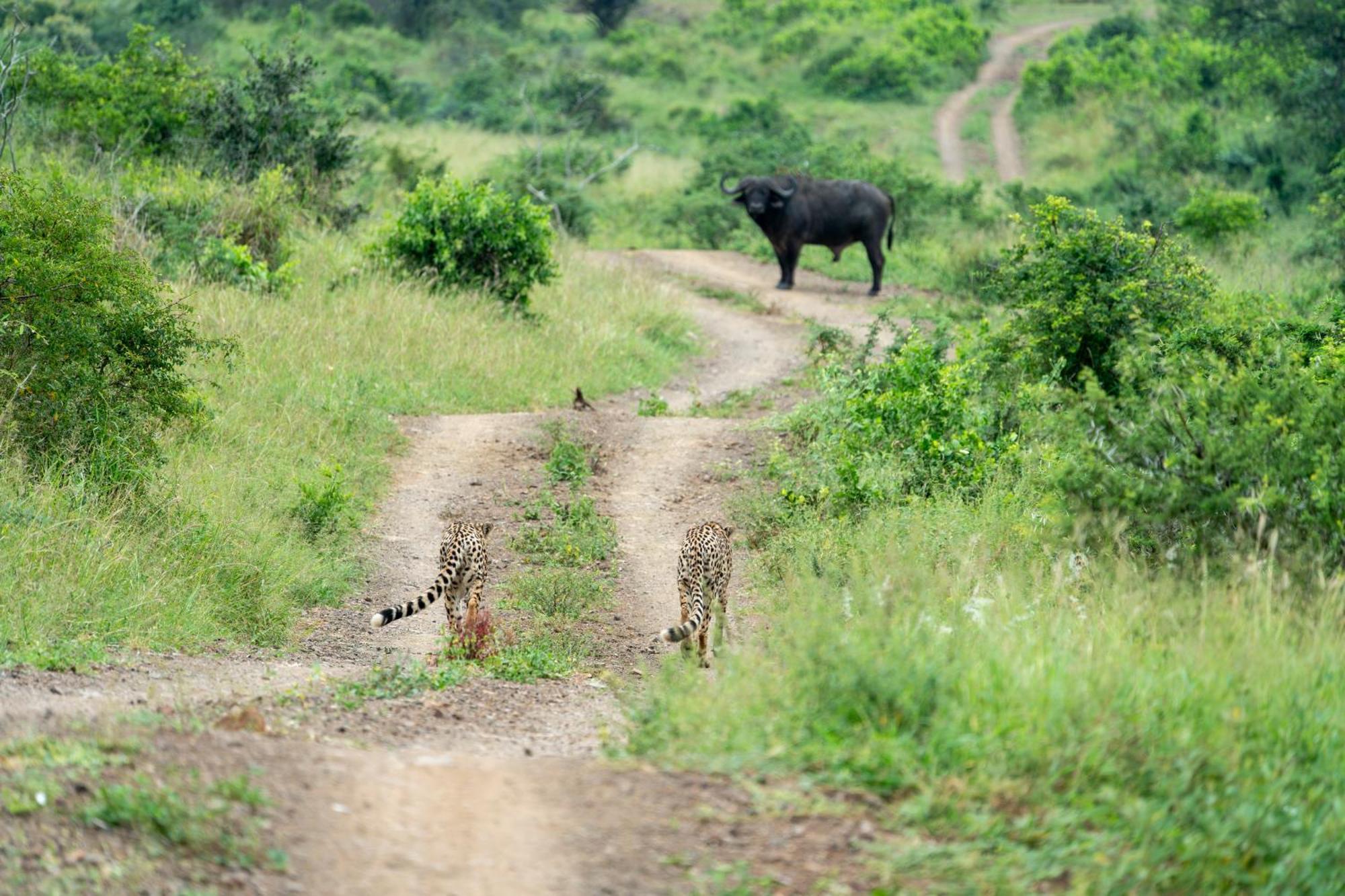 Sungulwane Private Game Lodge Hluhluwe Bagian luar foto